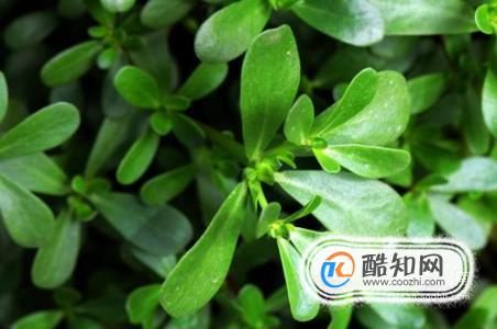 ���ݲ�Ⱦͷ���ķ�������